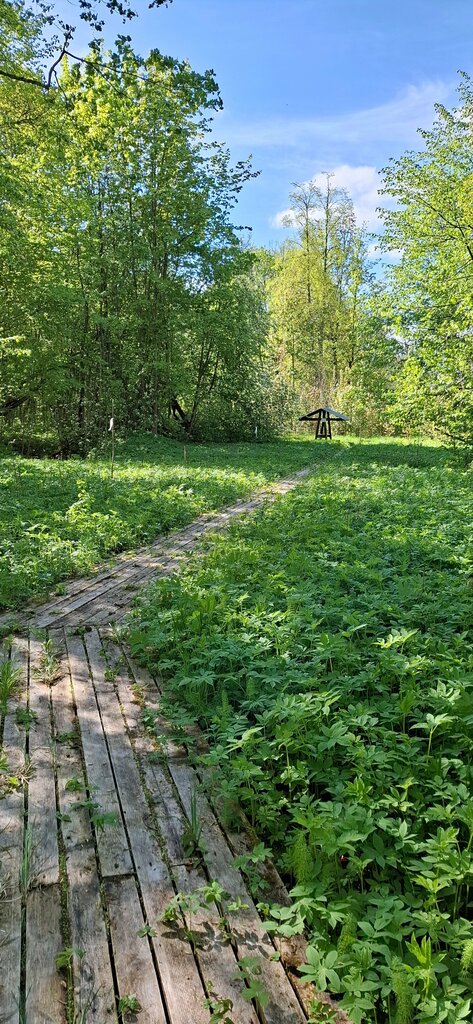 Nature reserve Государственный природный комплексный заказник Дубравы у деревни Велькота, Saint‑Petersburg and Leningrad Oblast, photo