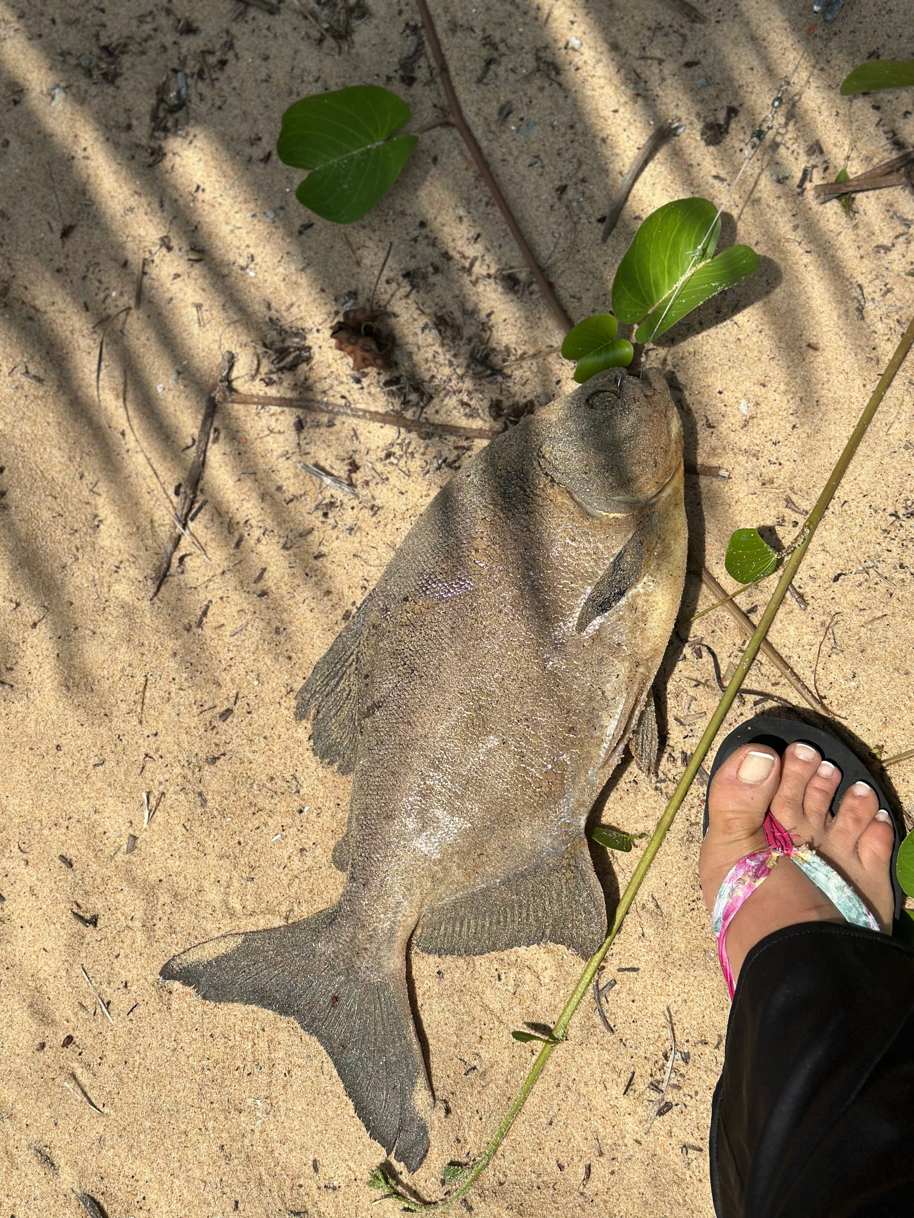 Фото Dynasty Beach Mui Ne Resort