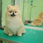 NicoleGroom (Chernomorsky Boulevard, 17к1), pet salon