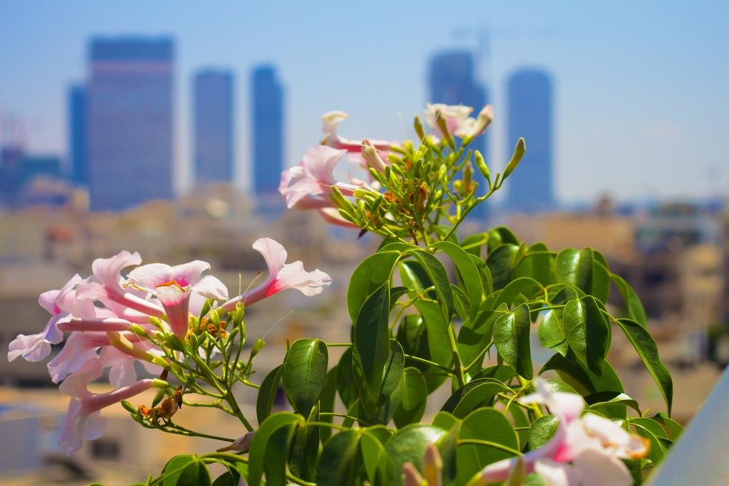 Фото Poli Urban Tel Aviv Hotel