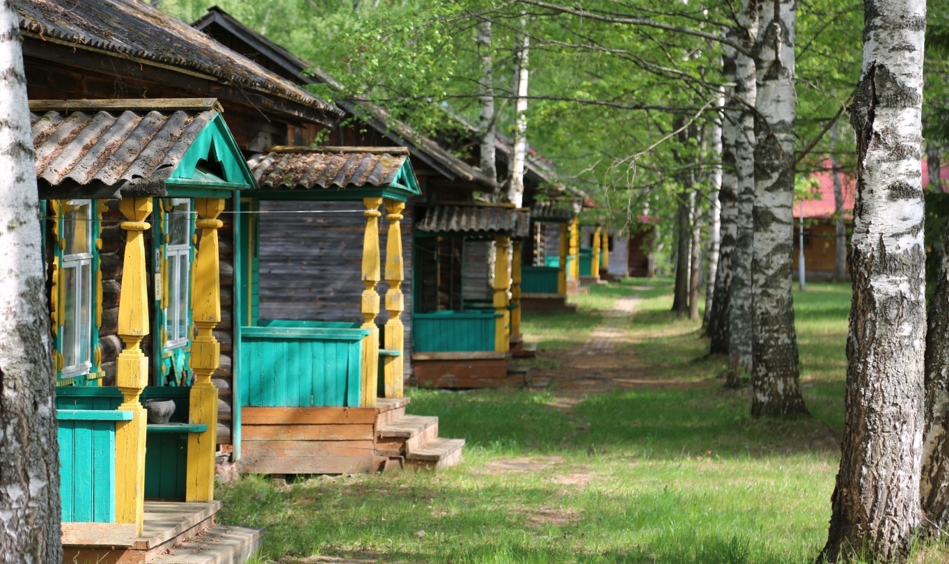 Фото Подсолнухи