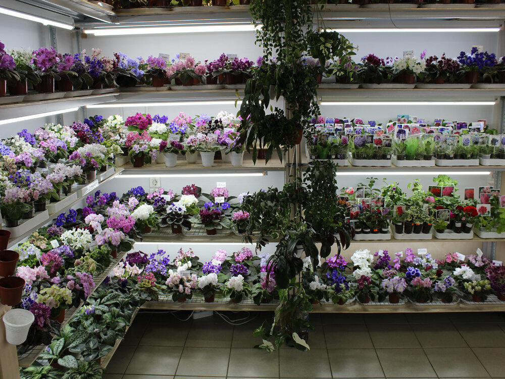 Самарский Дом Фиалки фото 17