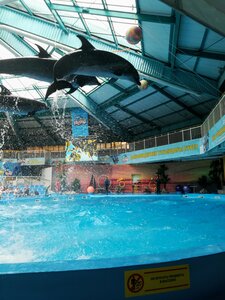 Dolphinarium Nemo, Almaty, photo