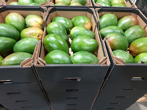 Vegetables and fruit wholesale Wholesale of Fruits and Vegetables Enigma Fruits Ltd, Netanya, photo