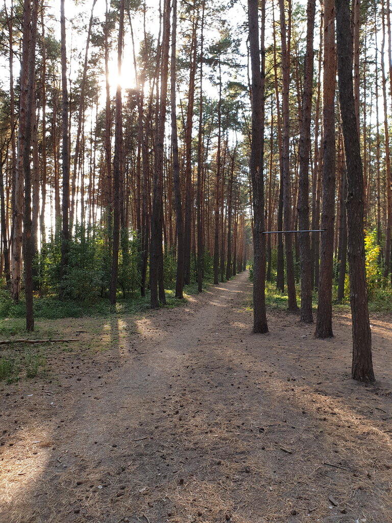 Urban forest Памятник природы регионального значения Северный лес, Voronezh, photo