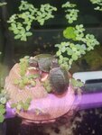 Magazin Akvarium servis (Peremohy Avenue, 87А), aquariums