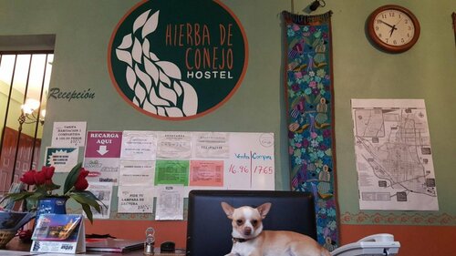 Гостиница Hierba de Conejo - Hostel