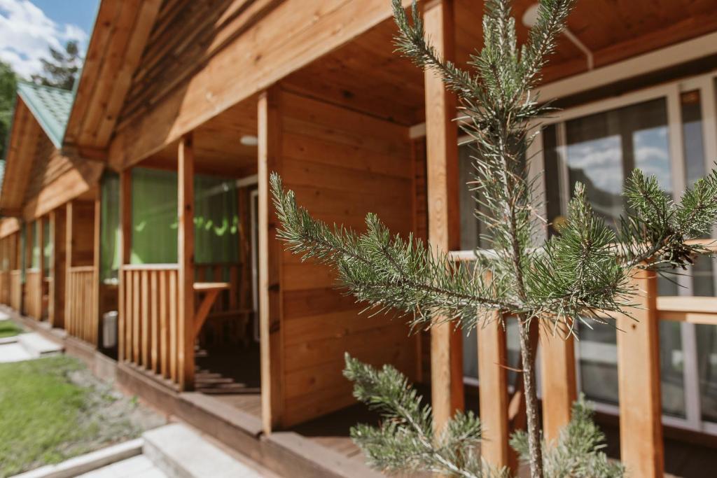 Фото Алтай берег