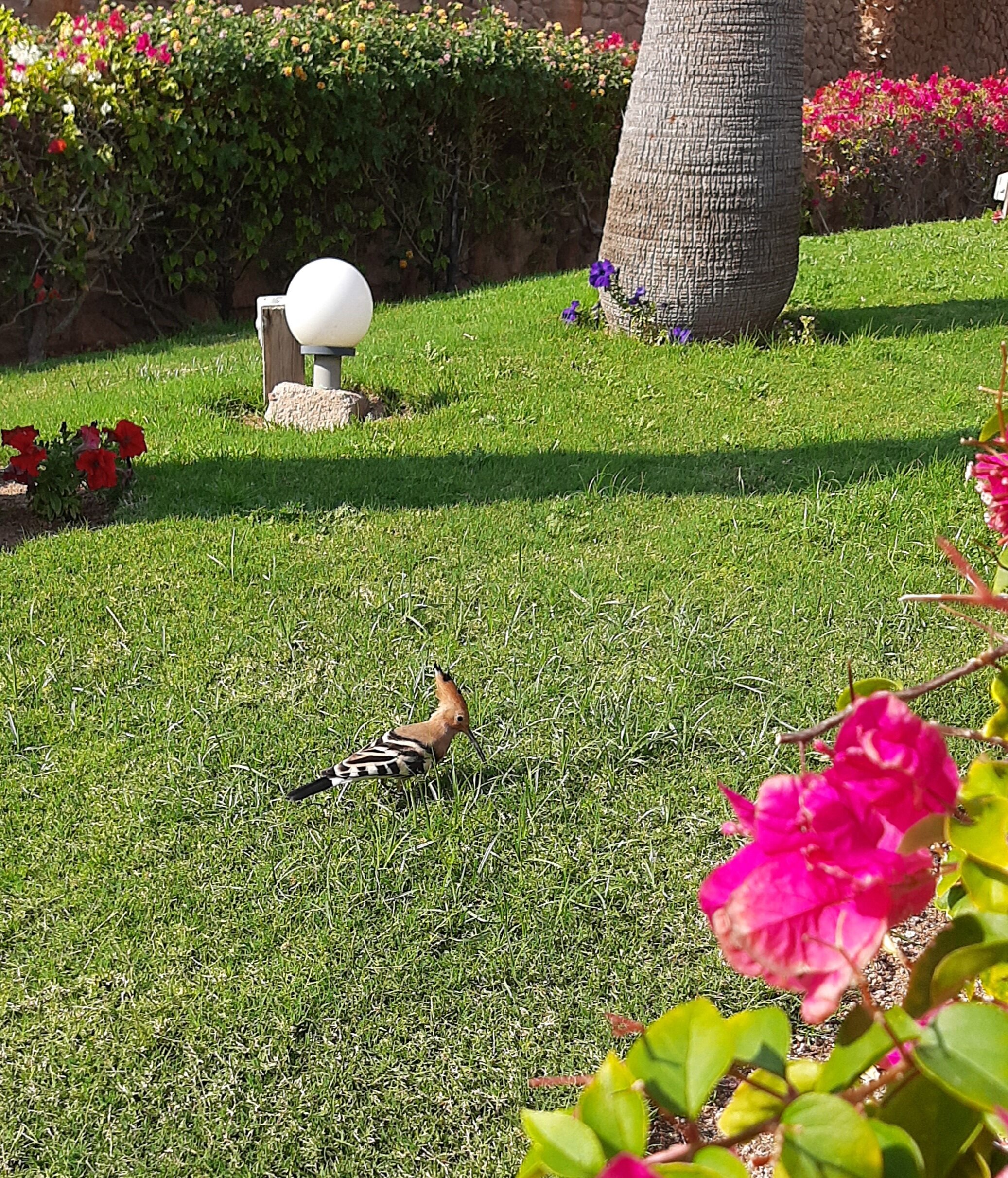 Фото Continental Plaza beach Resort