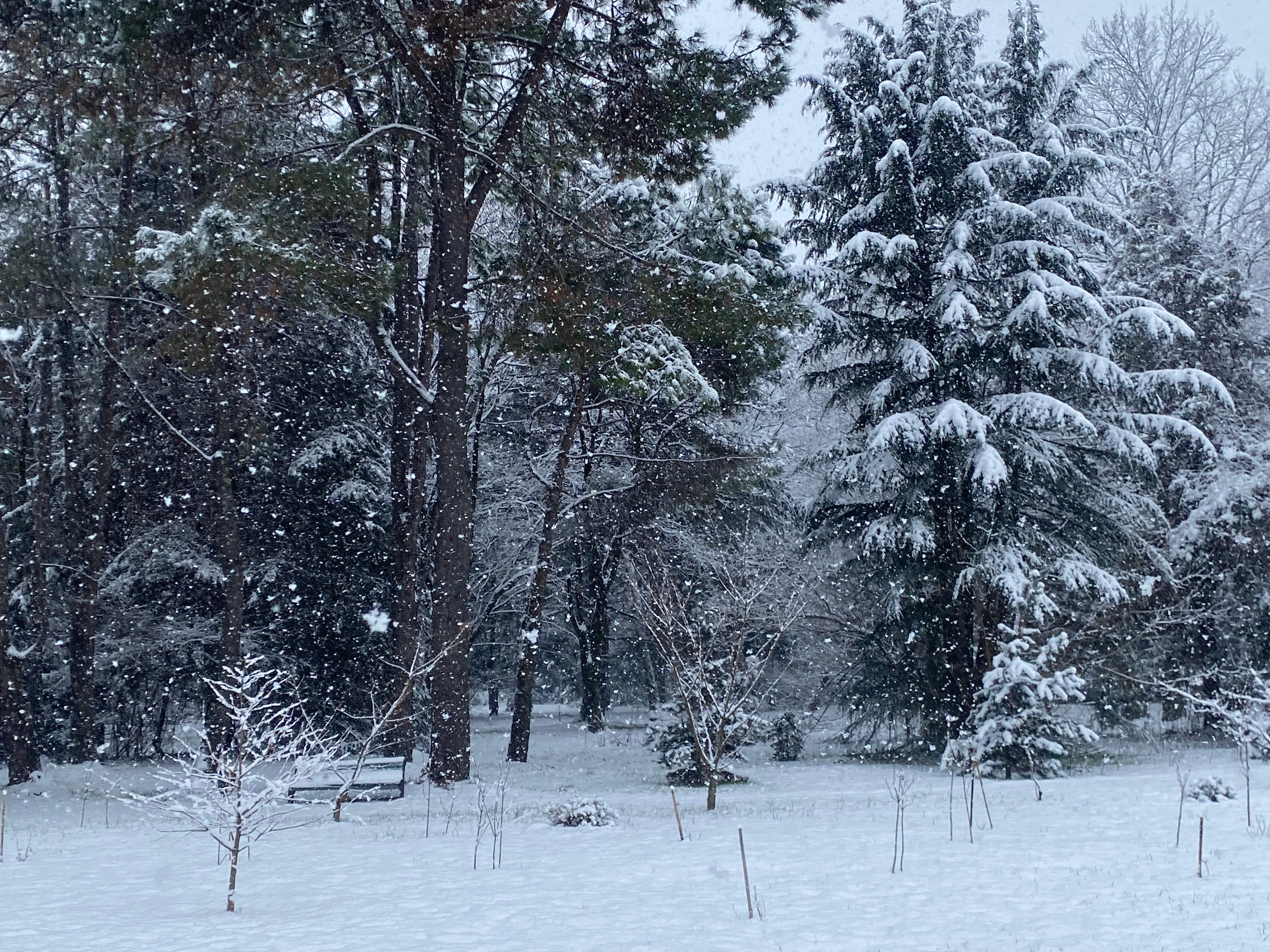 Фото 33 тюльпана