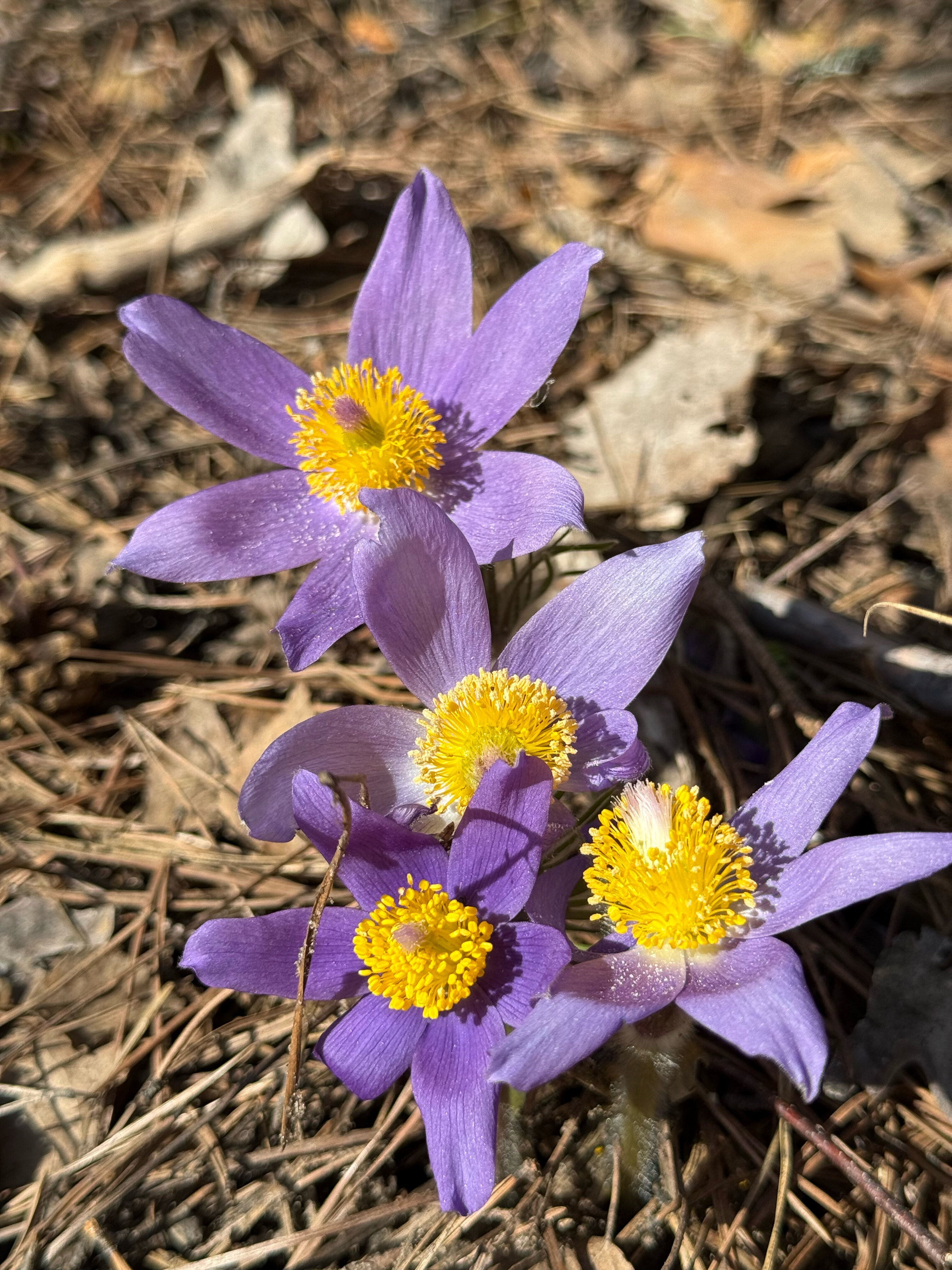 Фото Отель «Оланга»
