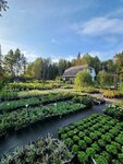 Питомник растений (Leningrad Region, Luzhskiy District, Mshinskoye selskoye poseleniye, R-23, 91-y kilometr), plant nursery