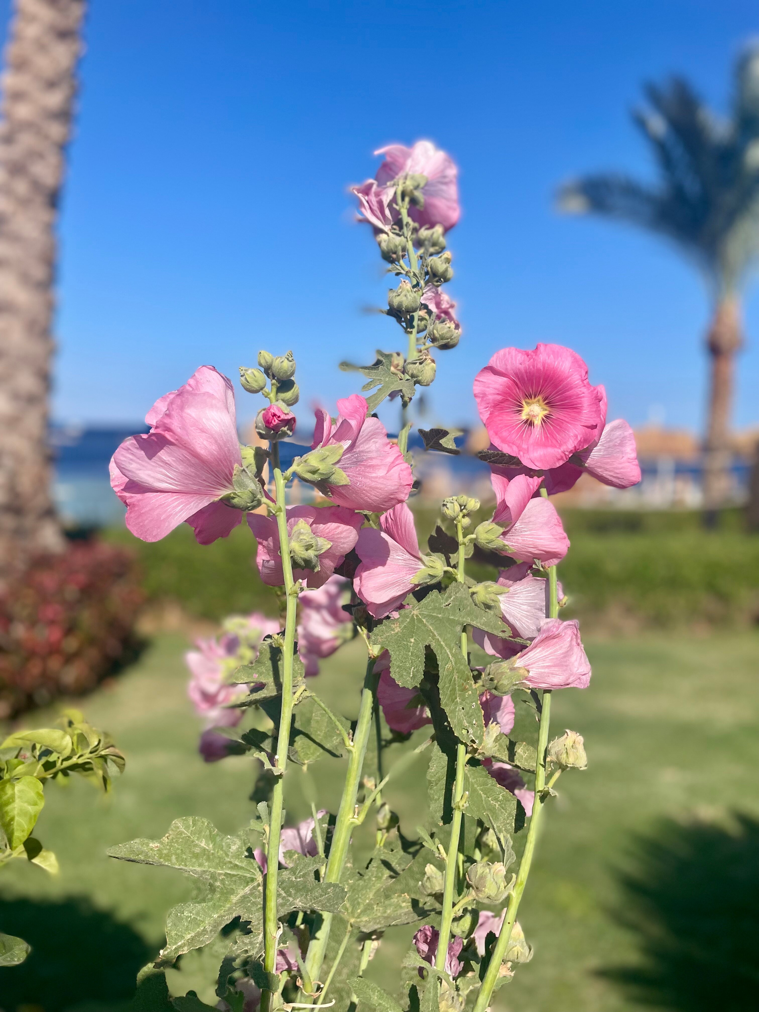 Фото Sunrise Montemare Resort Grand Select