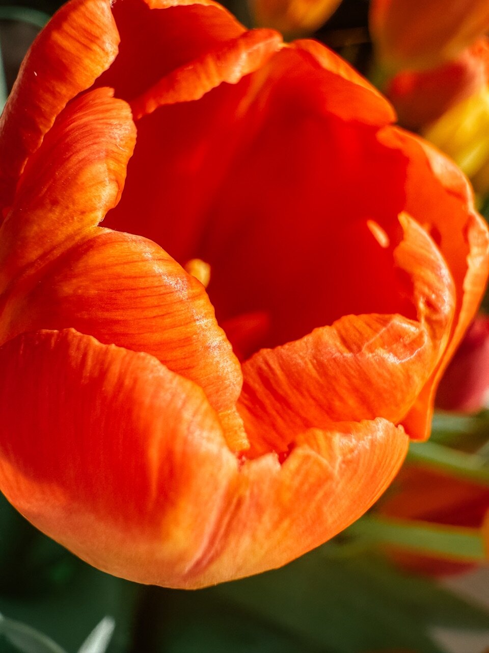 Фото Зелёная