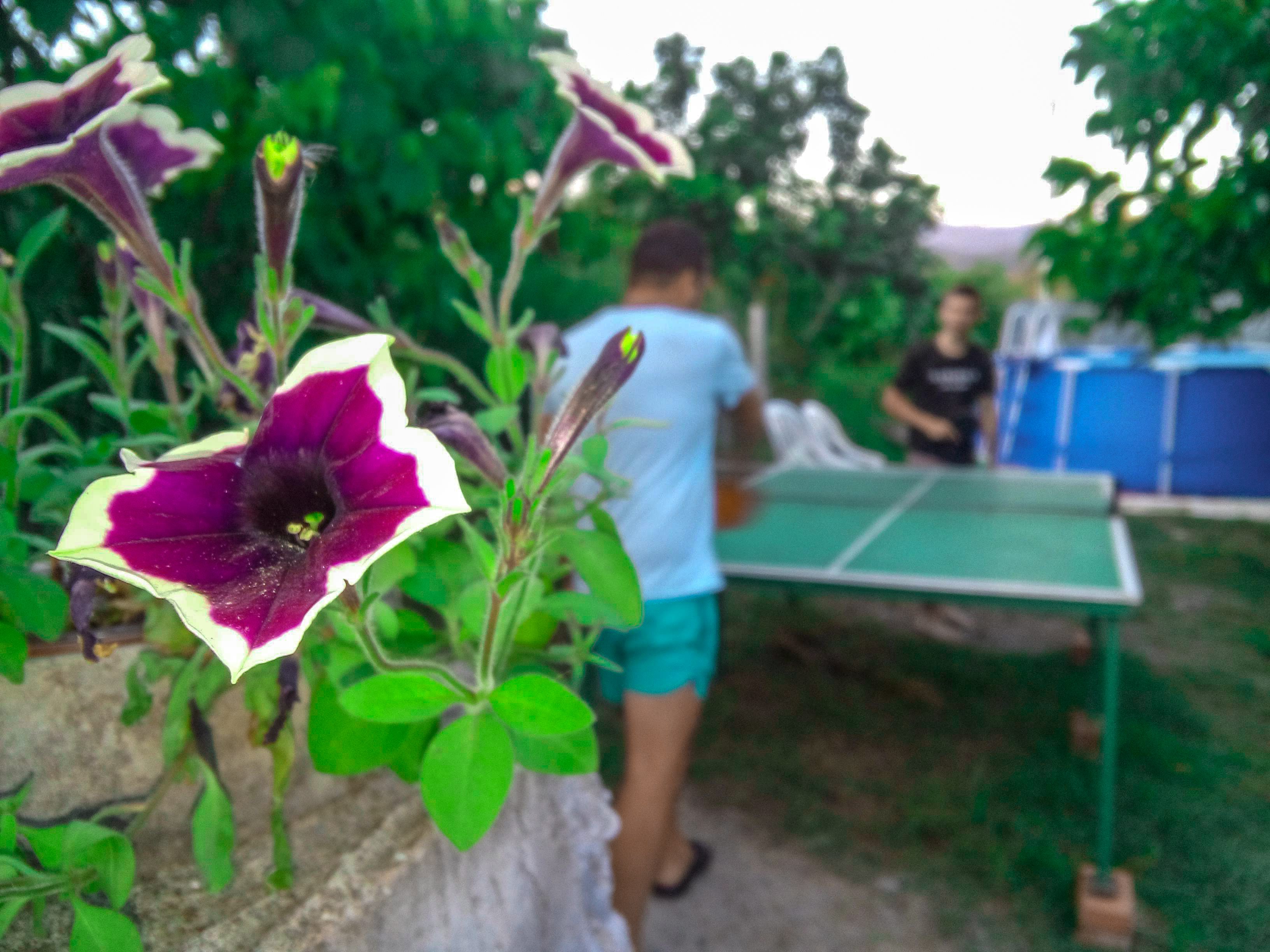 Фото Ласточка