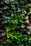 Gartenhaus (Voronezh, Revolution Avenue, 54), landscaping of premises