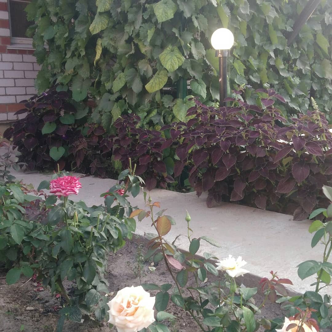 Фото В гостях у бабы Поли