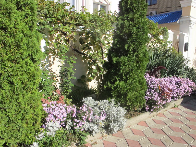 Фото Морская звезда