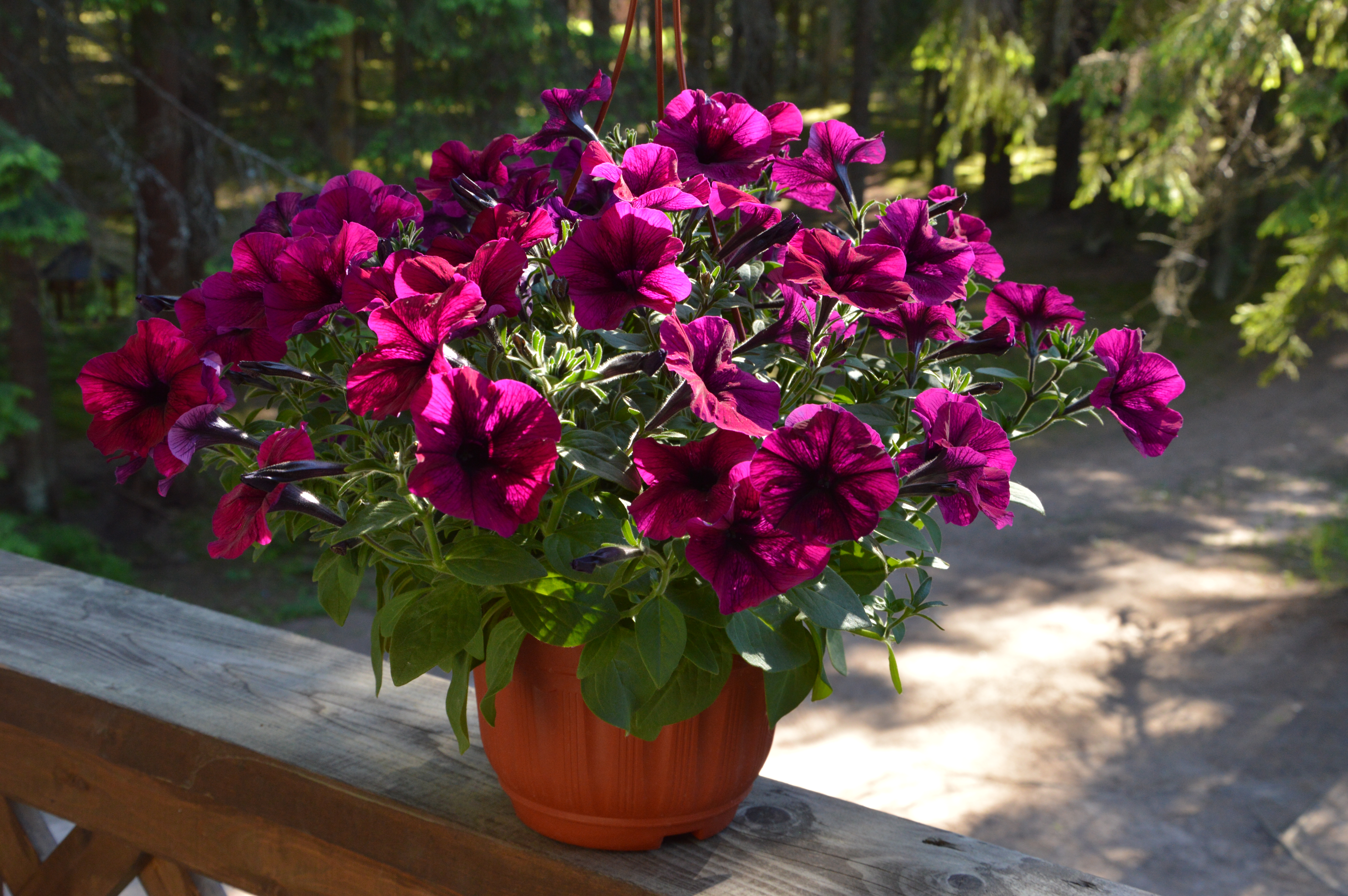 Фото Пансионат Северное сияние