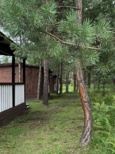 Дом в аренду Сосновый рай в Усть-Семе