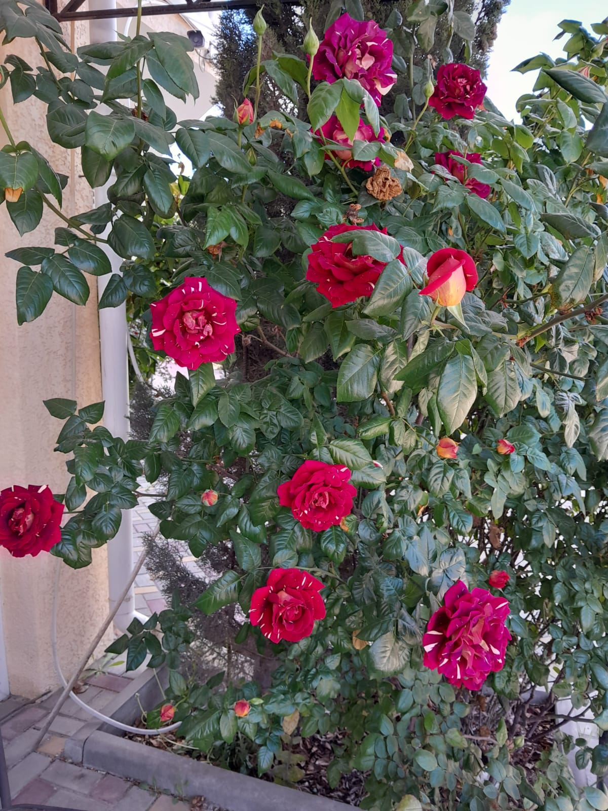 Фото Лаванда