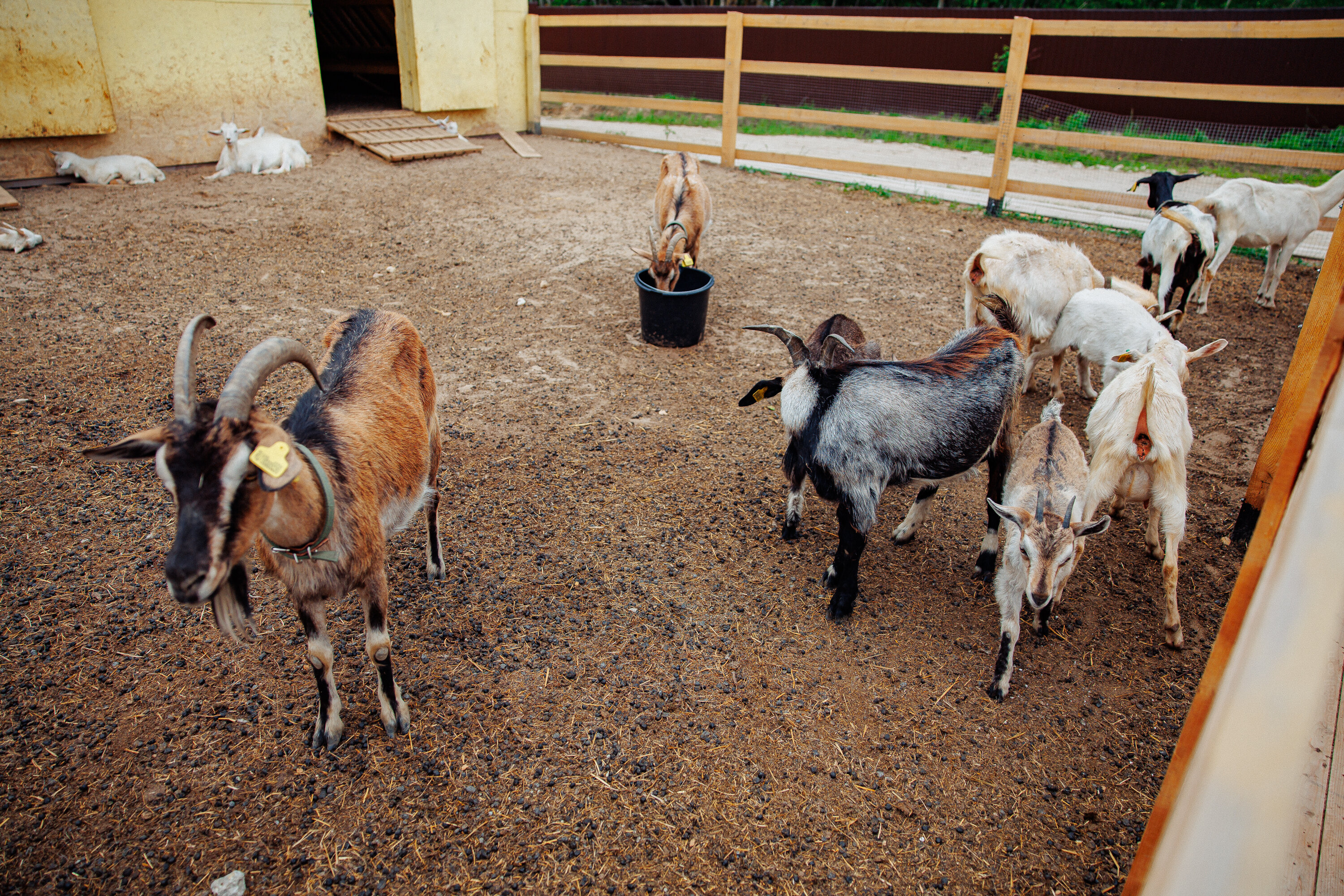 Фото БлагоДача