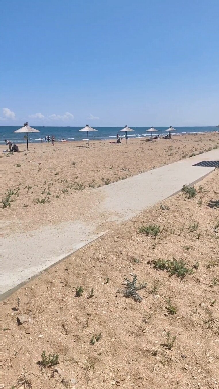 Фото Павлония