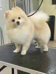 NewЙорк (ulitsa Flyorova, 3), pet salon