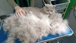 Стильные Лапки (Krikkovskoe Highway, 15), pet salon
