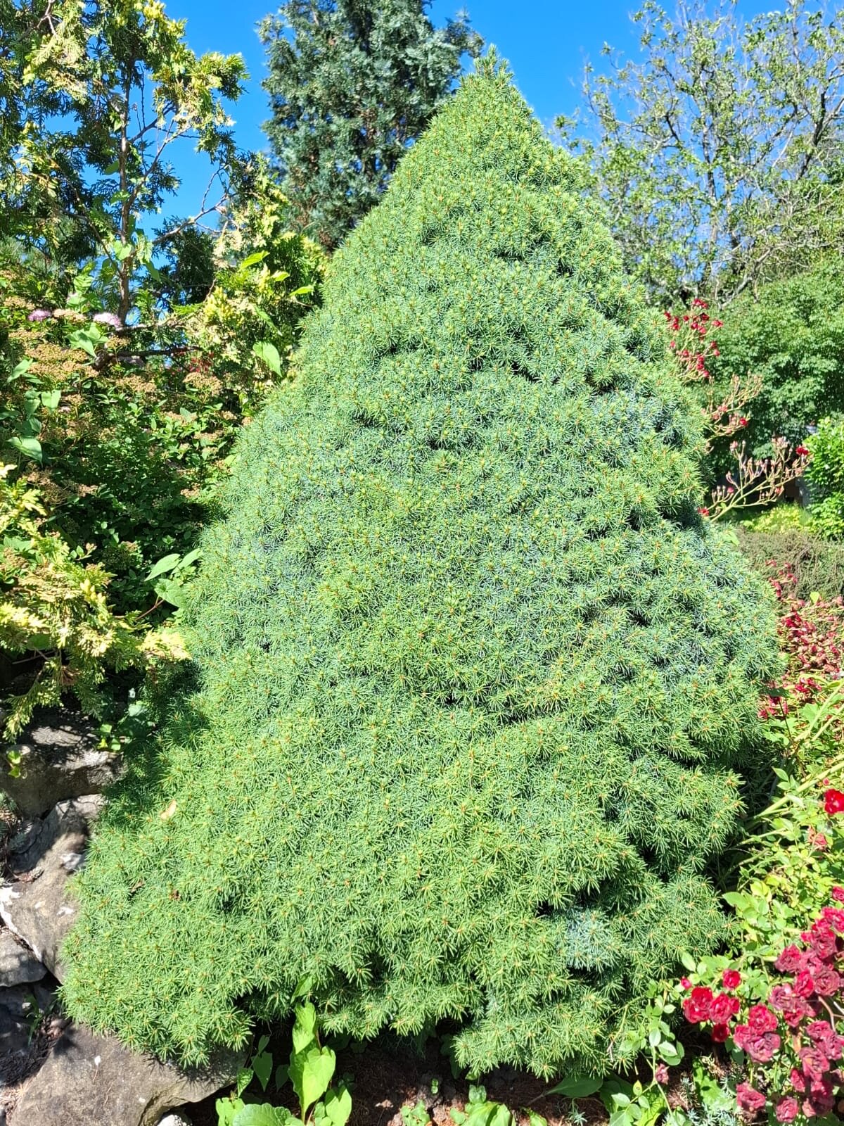 Фото Отрада