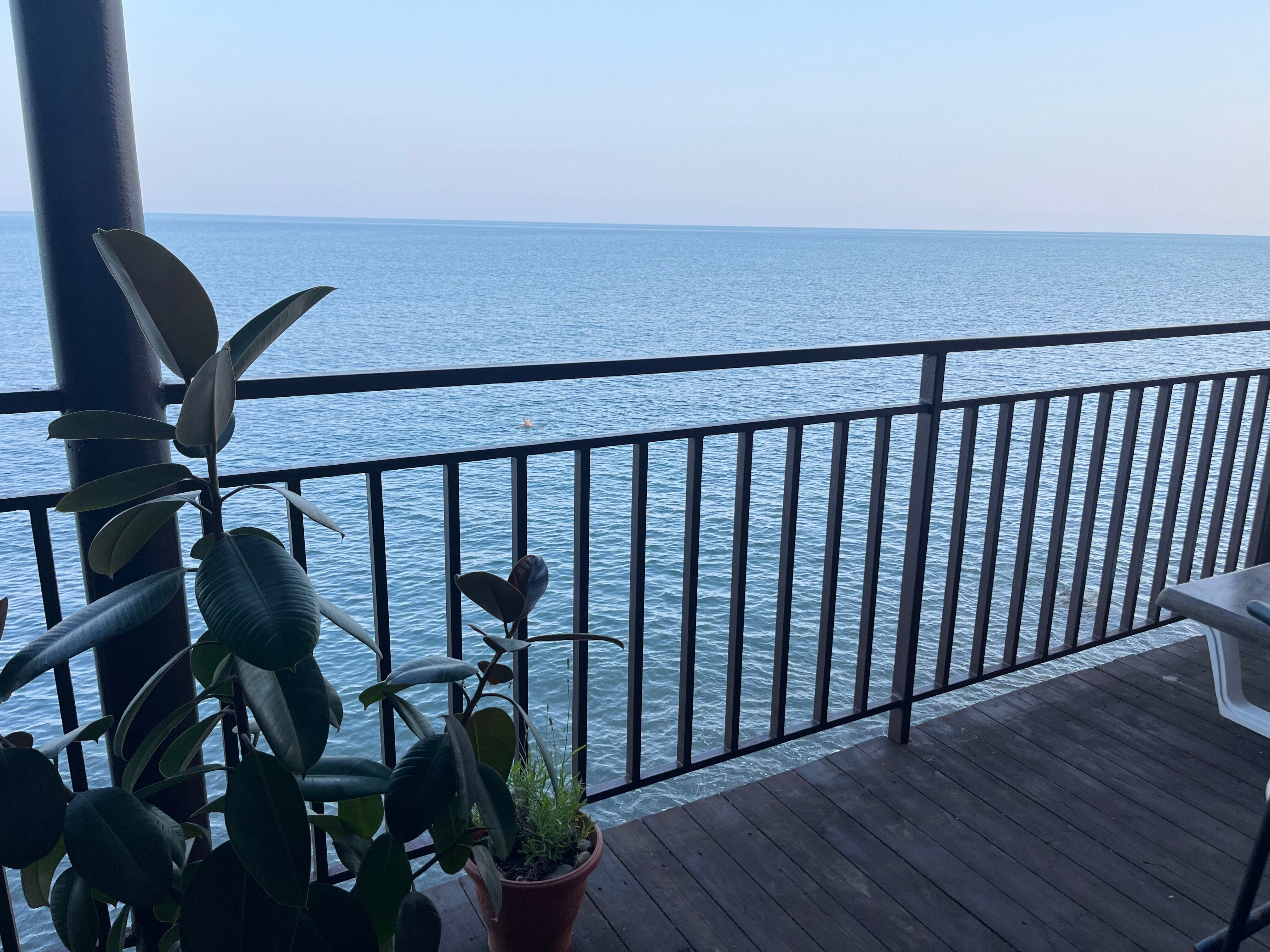 Фото Горная лаванда