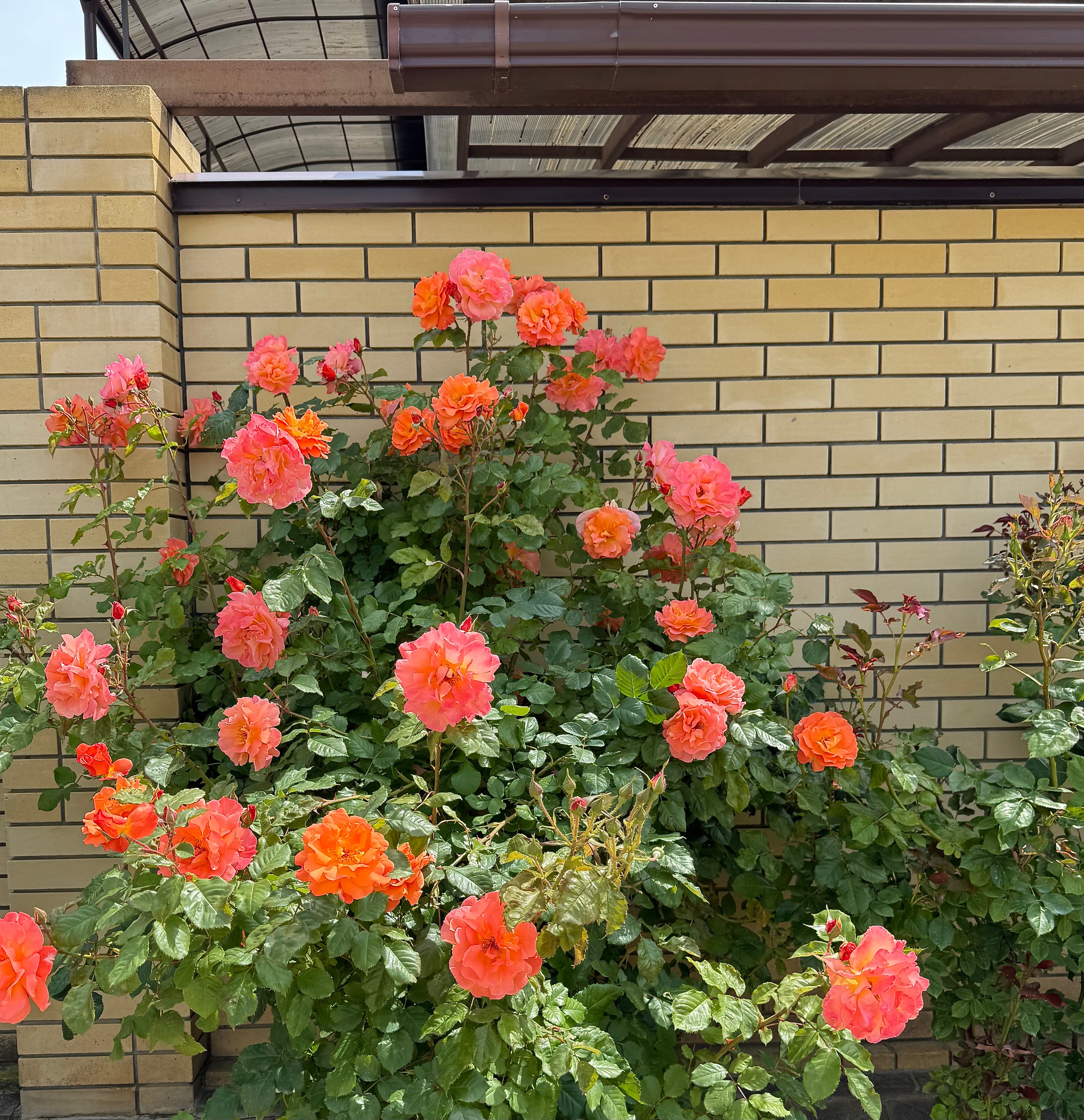 Фото Маленькая Гагра