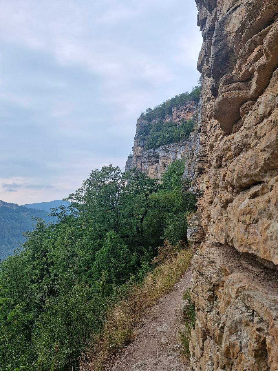 Фото Энергия Дерева