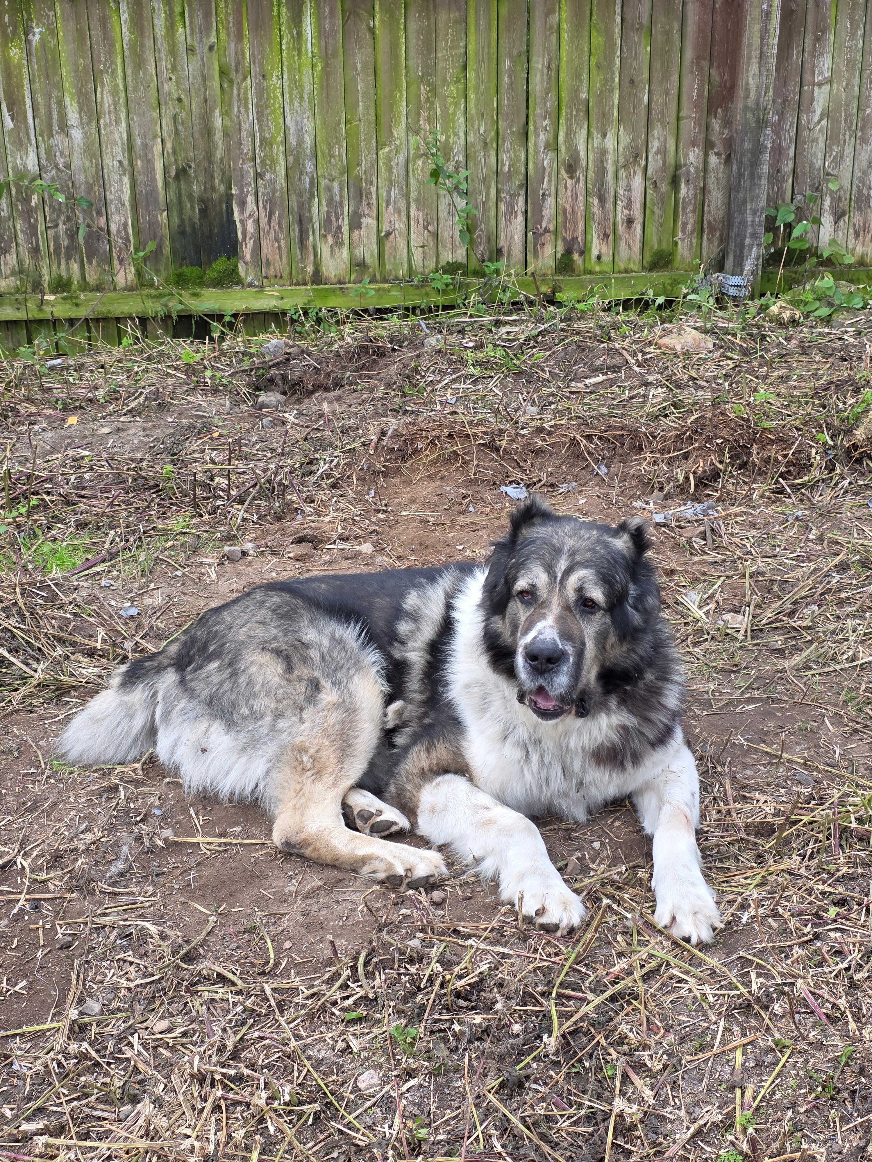 Фото Мурманская страусиная ферма