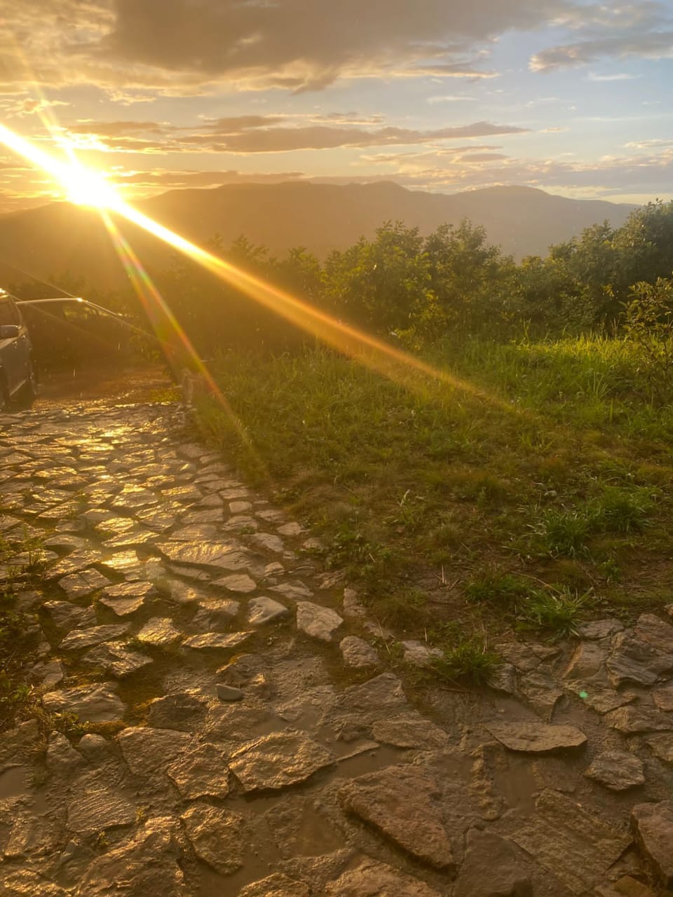 Фото Ромашка-Витязь