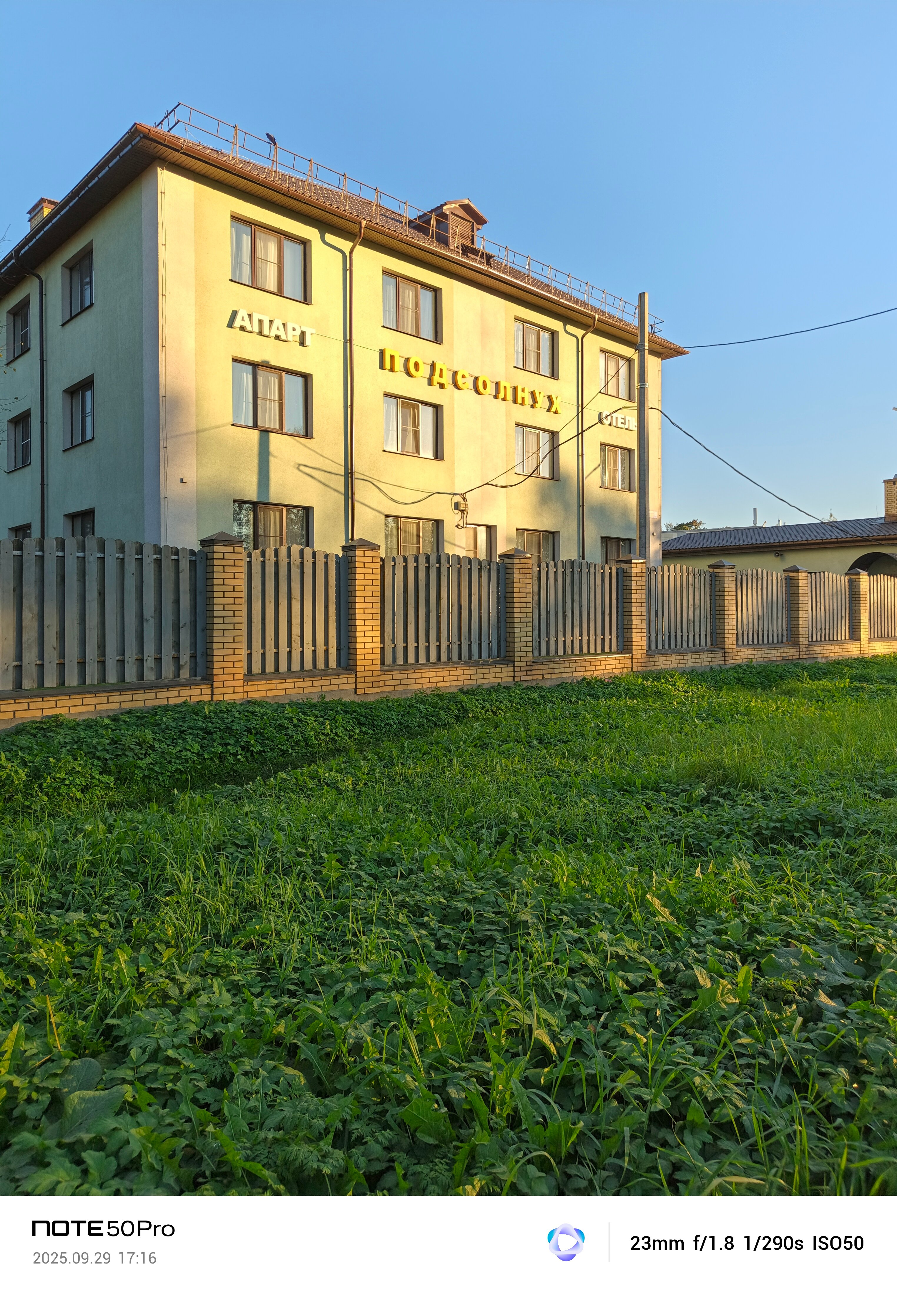 Фото Подсолнух