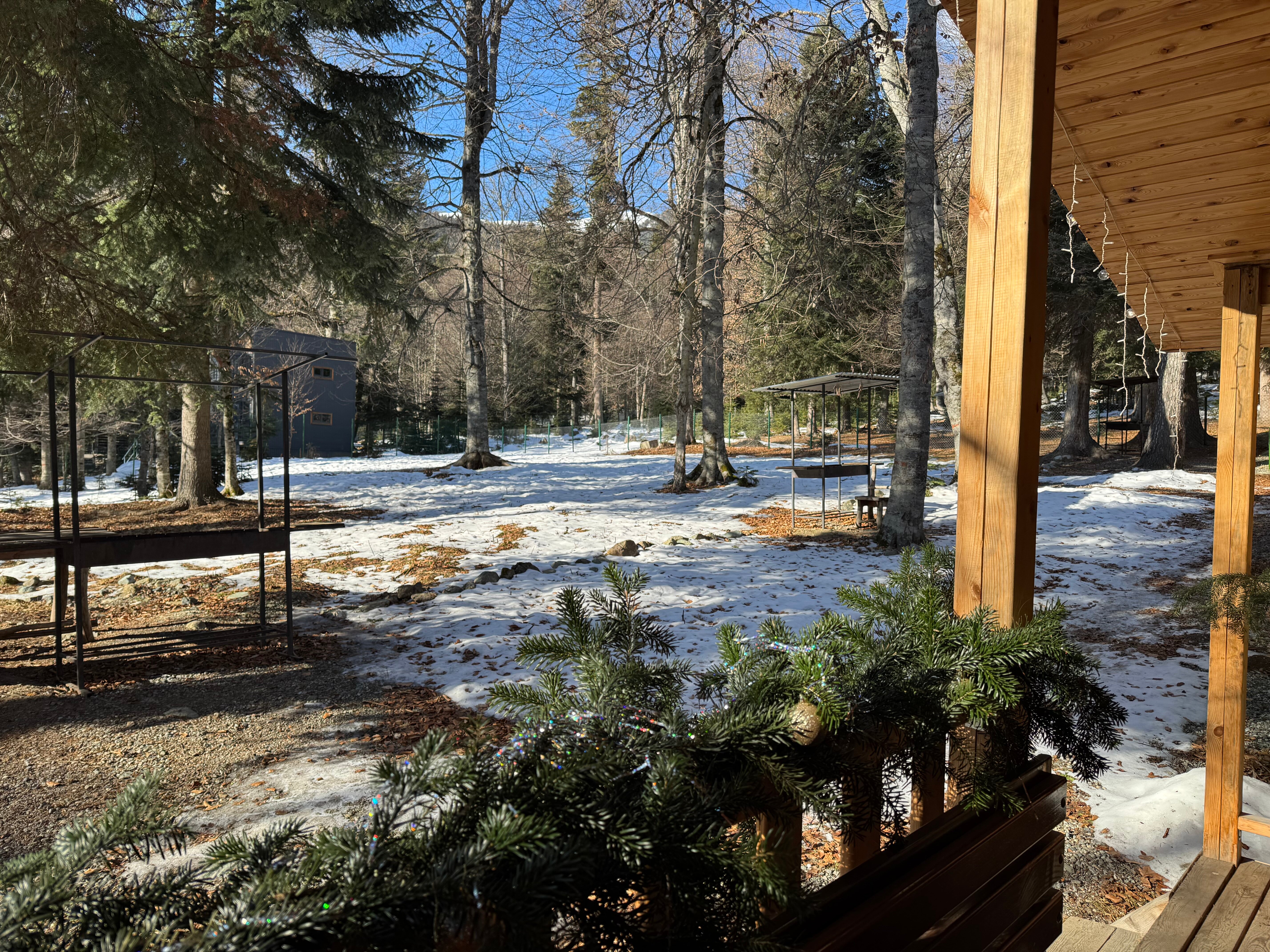 Фото Горная Мята