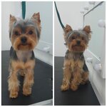 Happy Dog (zayezd Klimova, 41), pet salon