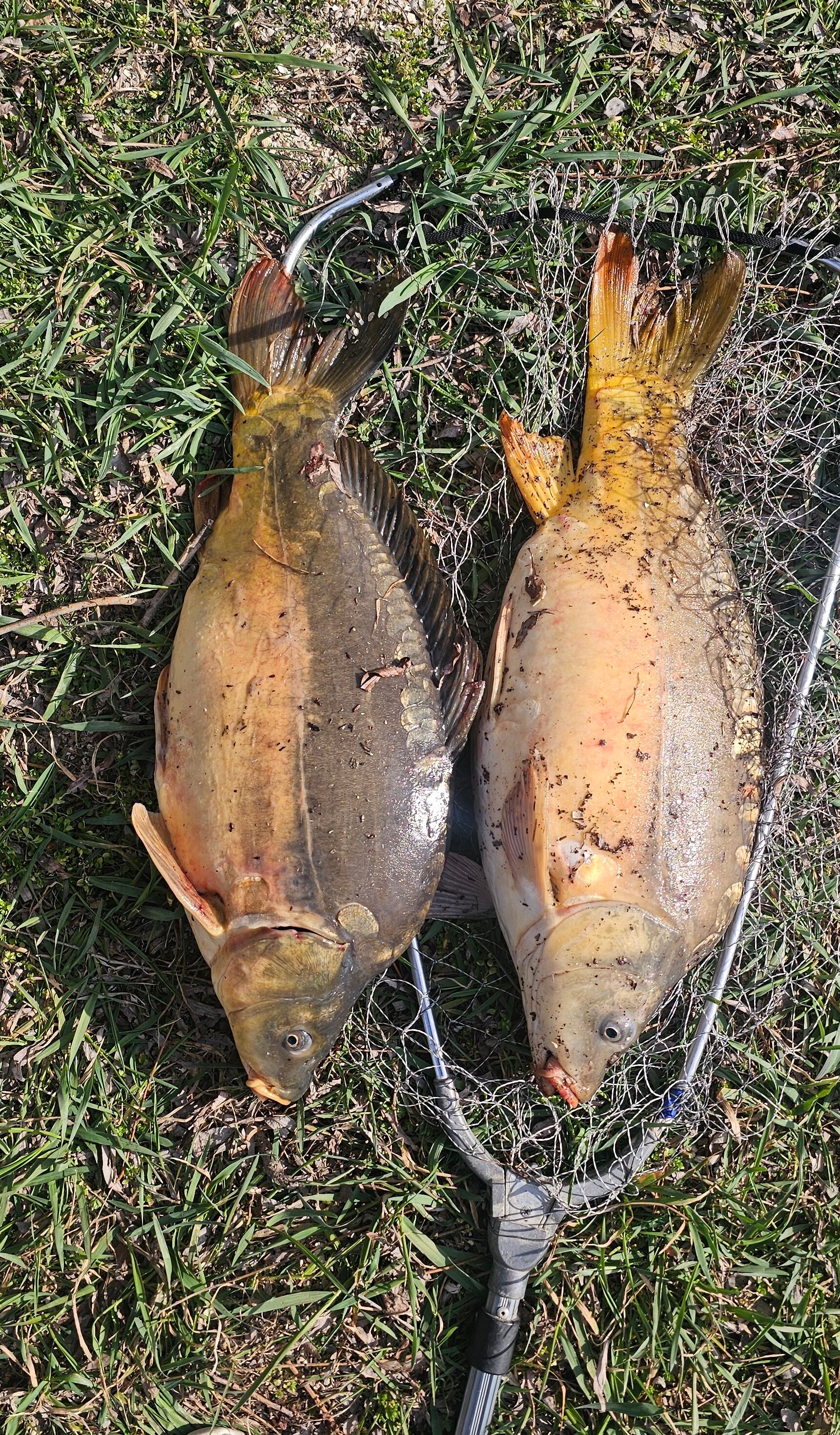 Фото Соловьиная роща