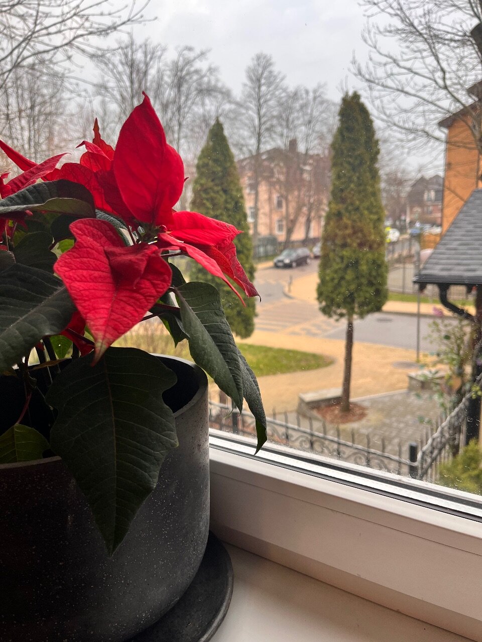 Фото Кошкин дом