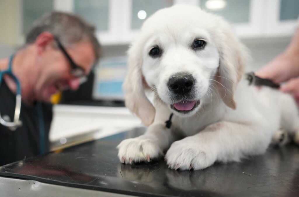 Veterinary clinic Molesey Veterinary Centre, Dubai, photo