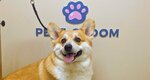 Petz Groom (Aleksandra Khokhlova Street, 1), pet salon