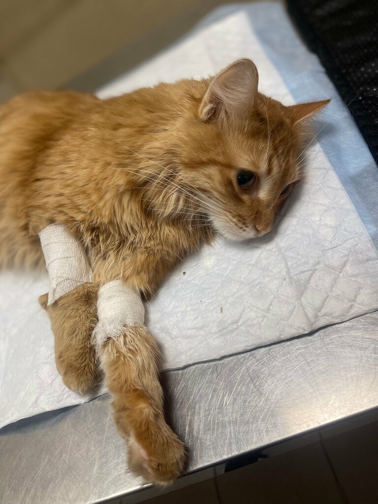 Veterinary clinic LinaVet, Himki, photo