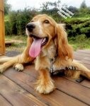 Patizanya Pet Club (İstanbul, Sarıyer, Gümüşdere Mah., Bezirgan Sok., 51), hotel para animales