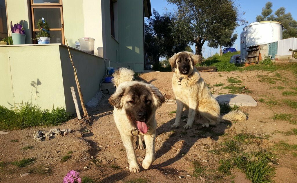 Agricultural enterprise The Spy's, Foca, photo