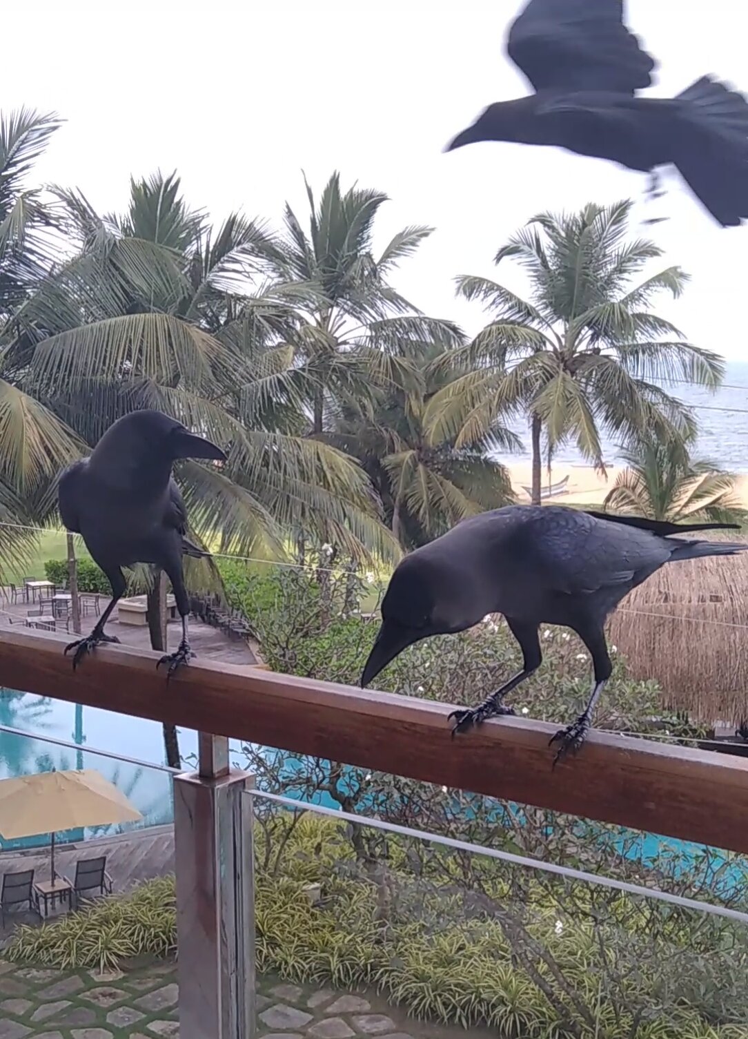 Фото Heritance Negombo