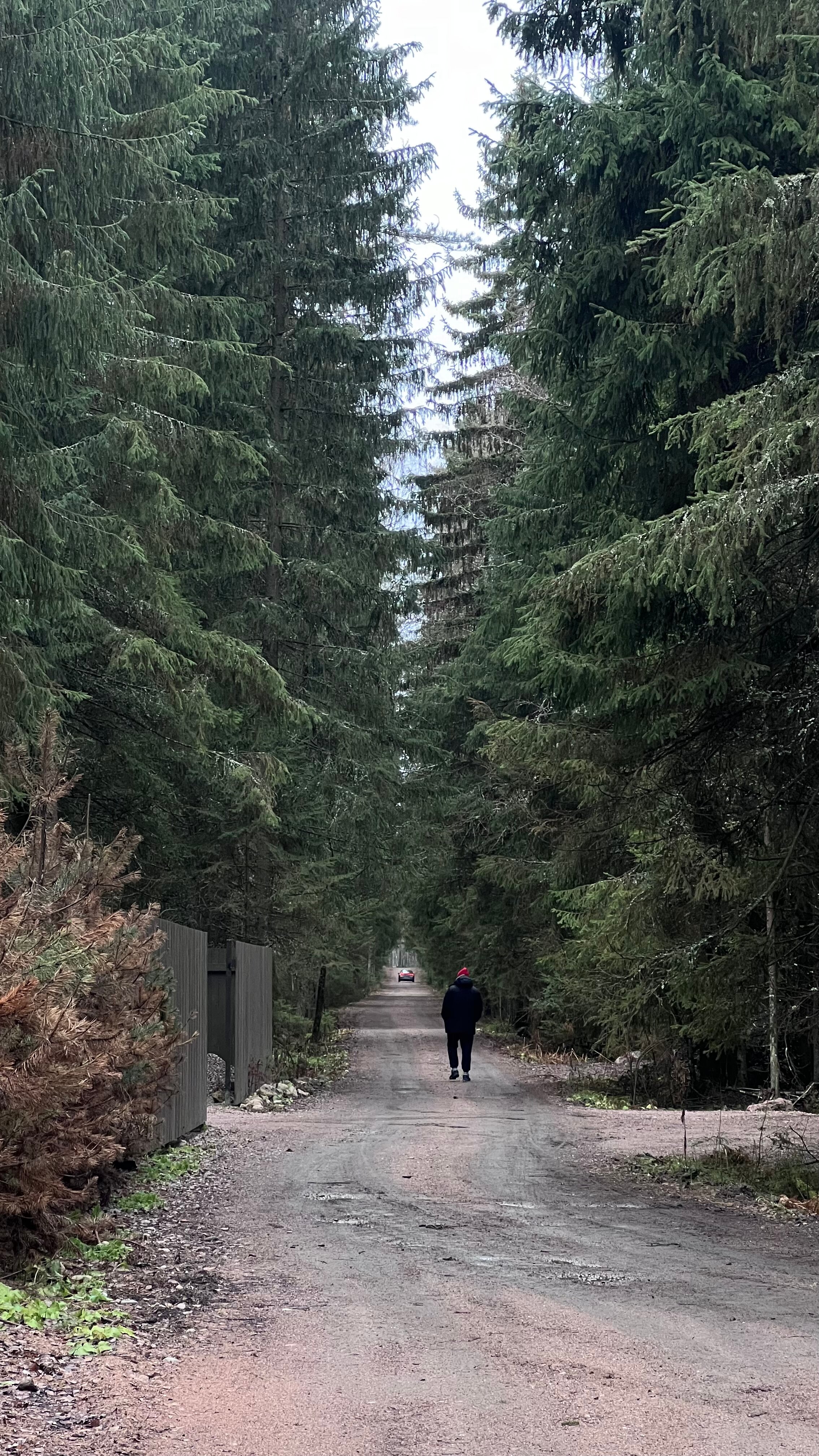 Фото Smell Of The Forest