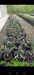 Солнцесад (bulvar Entuziastov, 5), plant nursery