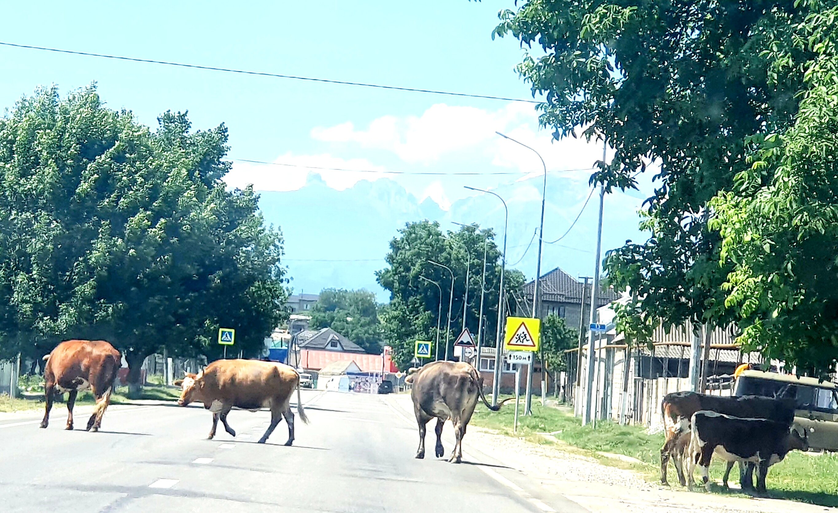 Фото Сакура