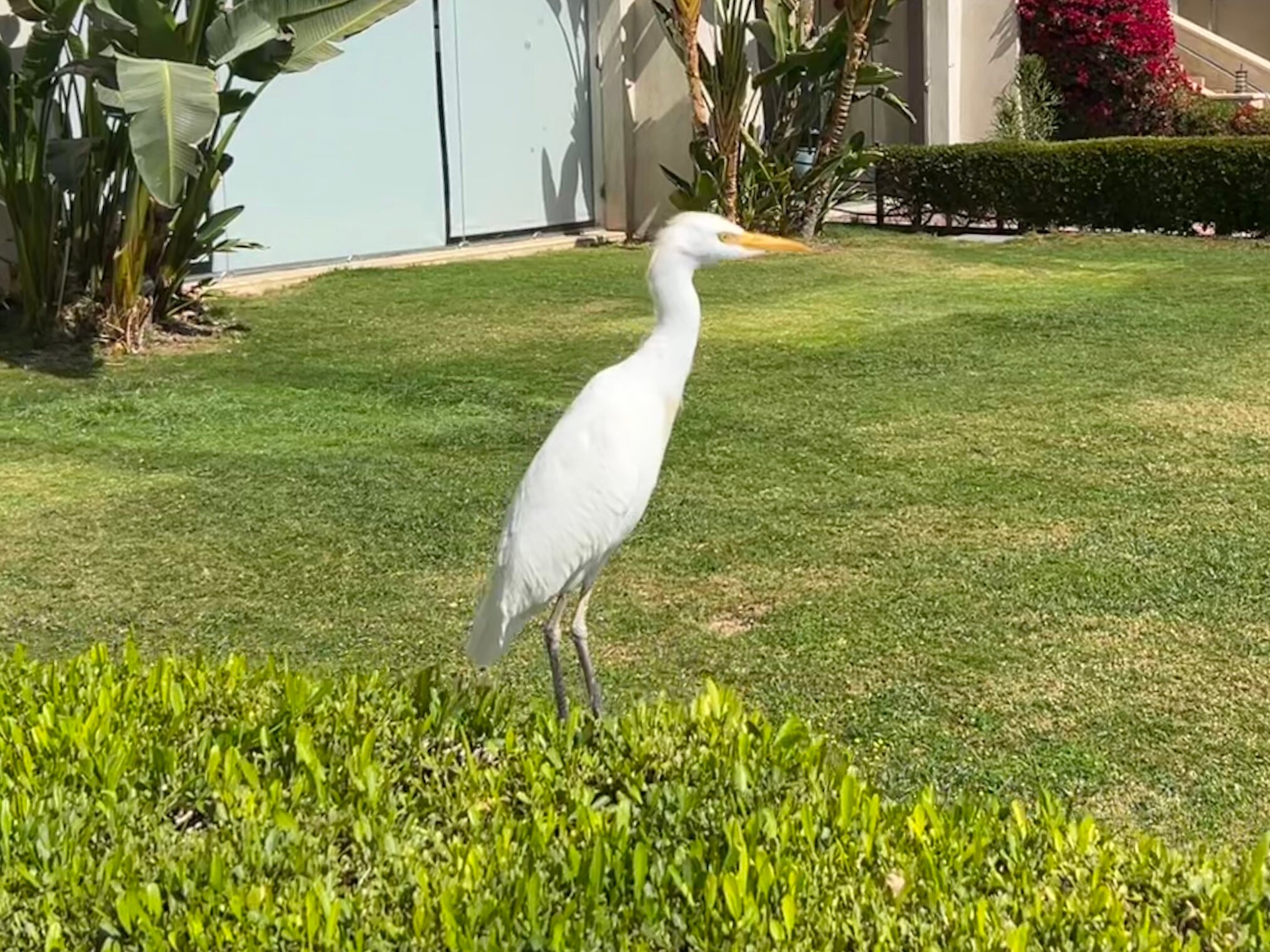 Фото Grand Rotana Resort & SPA 
